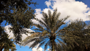 Photo of palm trees