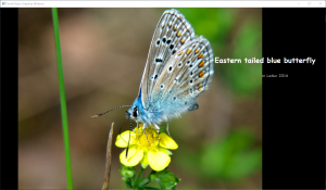 EasternTailedBlueButterfly