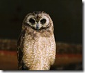 Marsh Owl