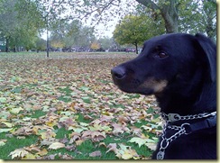 Autumn leaves and Milo