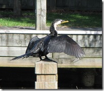 The local birdlife is pretty tame at the Marama Resort