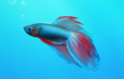 Siamese fighting fish