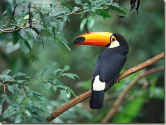 A toucan perched on a branch in Brazil.