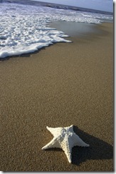 starfish on the beach