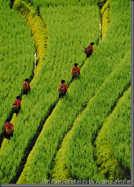 Pin Pan Ricefields by Arjan Koetsier