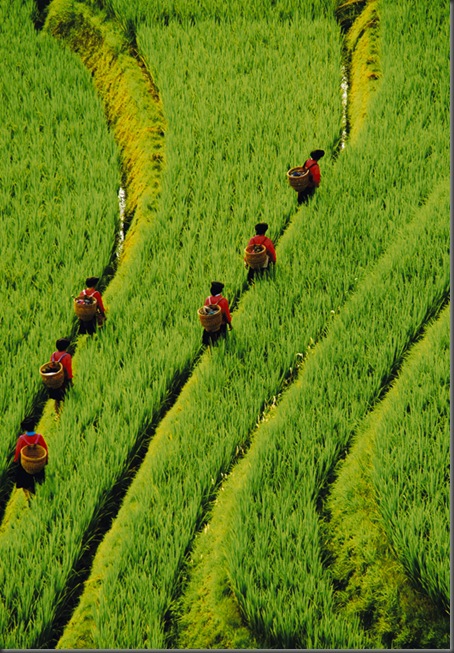 PinPan Ricefields_sm