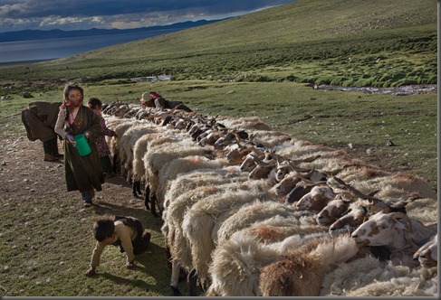 Goat milking time. Two times a day the goats are roped head to head while the whole family helps milk them.