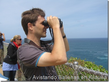 Avistando Ballenas en Kilauea