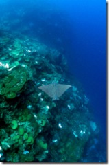 Eagle-Ray