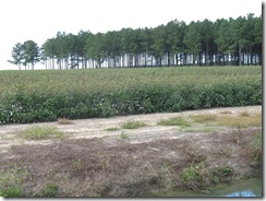 Cotton fields