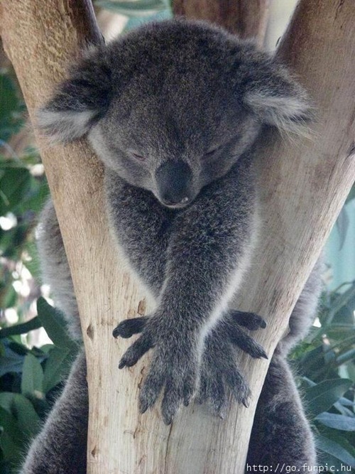 Koalra